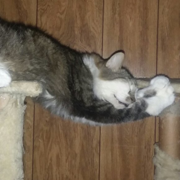 Meet your Posher, Riva Sue - Picture 6 of 13